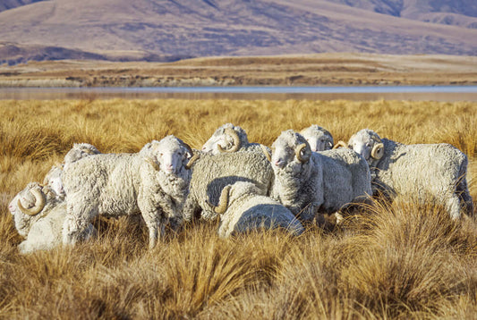 australian merino rams awaiting shearing