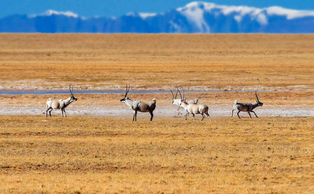 endangered shahtoosh antelope blog by seahorse silks